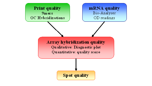 Quality control steps for microarray experiment